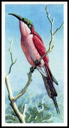 17 Southern Carmine Bee Eater
